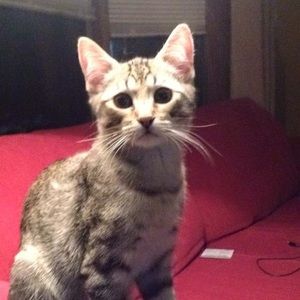 Meet your Posher, Steve